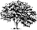 tree11
